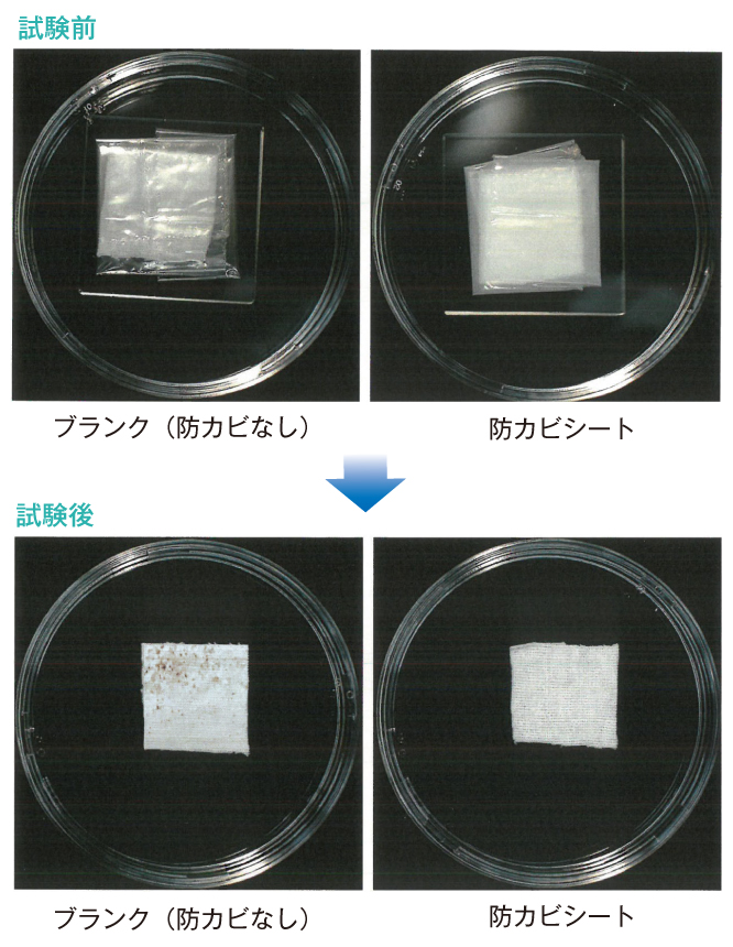 かび抵抗性実験